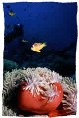 rote Anemone mit Clownfisch in Anemon City, Ras Mohamed