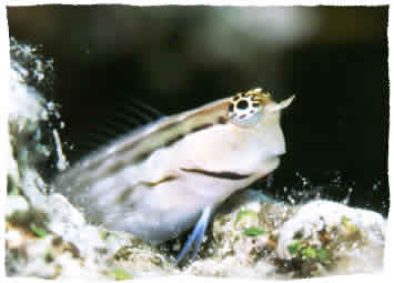 rote Anemone mit Clownfisch in Anemon City, Ras Mohamed